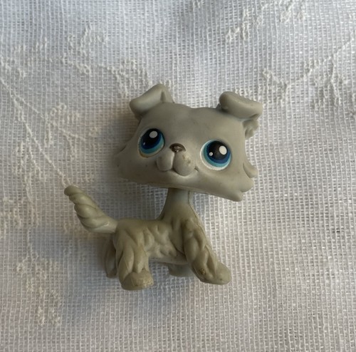 Petshop chien colley 363 - petshop,
