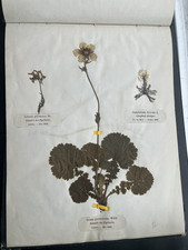 ANCIEN HERBIER 18 PLANCHES 1868 SOUVENIRS PYRÉNÉES Botanique BAGNERES de BIGORRE