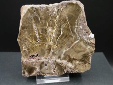 BOIS FOSSILE (SILICIFIÉ