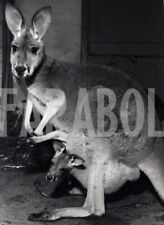 Photo de presse vintage Maman