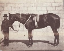 Cheval et selle, ca.1870