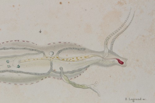 Mollusk engraving animal - mollusk,