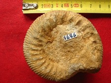 Ammonite du Bajocien 