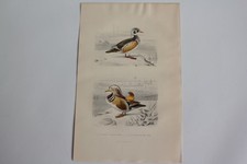 Gravure BUFFON Canard Huppé