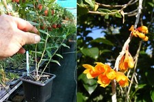 Dendrobium subclausum, orchidée, Orchid, RARE,