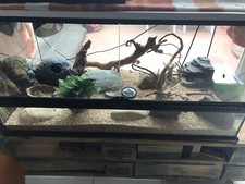 gecko leopard + terrarium 90x45x45, et tout le matériel