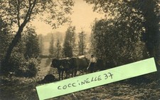 Agriculture Carte PHoto labour à la charrue sur attelage de boeufs Belle lumière