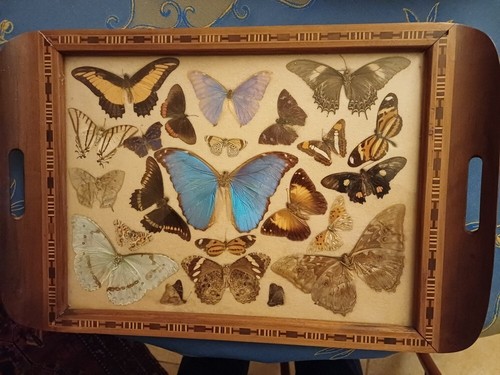 Plateau papillons bresiliens - plateau,