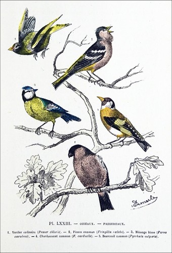 Oiseaux verdier pinson - verdier,,