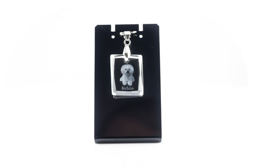 Bichon frise gelockter - bichon, frise,gelockter