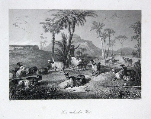 1850 berger nubien égypte - nubien,