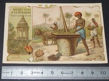 CHROMO 1900-1910 CHICOREE A LA