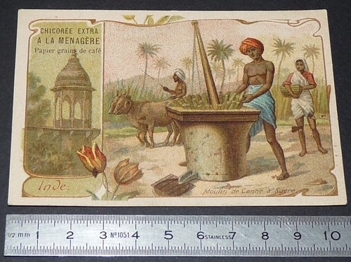 Chromo 1900 1910 chicoree la - chicoree, a