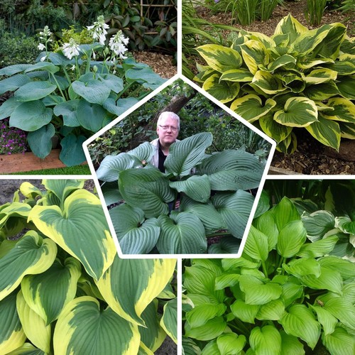 Hosta plante rustique - hosta,