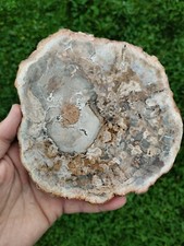 Bois Fossile Forme Plaque/Tranche Pierre Naturelle 