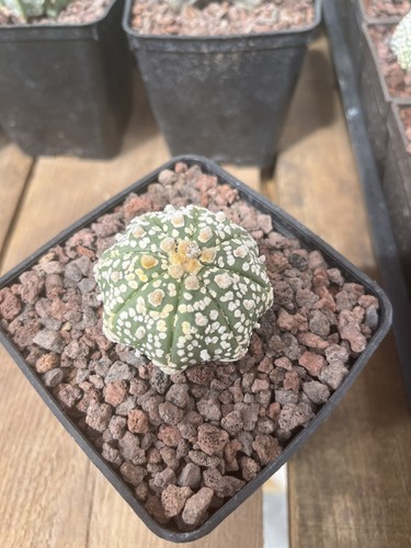 Cactus astrophytum asterias - astrophytum,