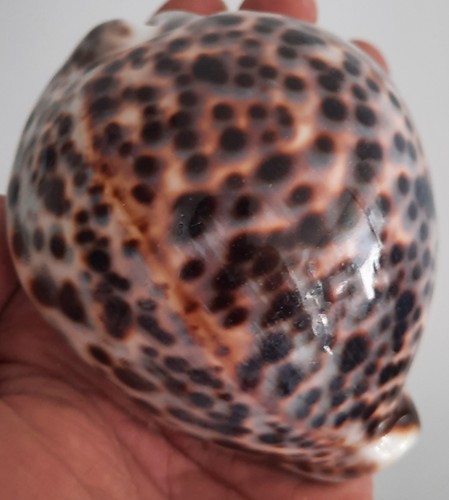 Curiosité taxidermie - curiosité,