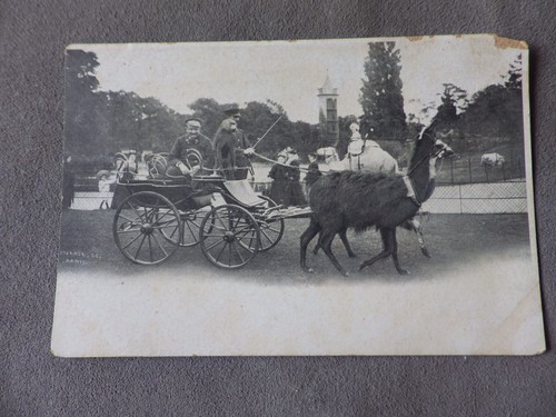 Cpa attelage chevres avec - attelage,