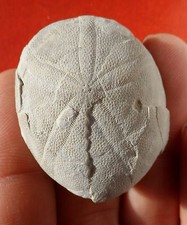 OURSIN FOSSILE EOCENE 