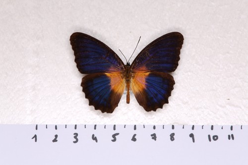 Cethosia lamarcki sensus