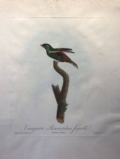 Tangara Rouverdun femelle