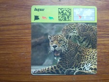 JAGUAR  Carte collection 1975 fiche animal  Editions rencontre  