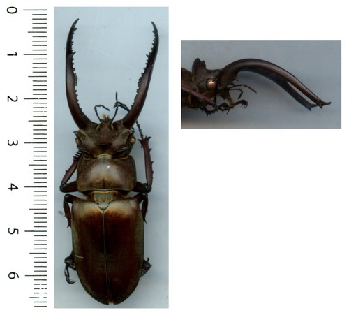 Lucanidae lucanus laminifer - lucanidae,