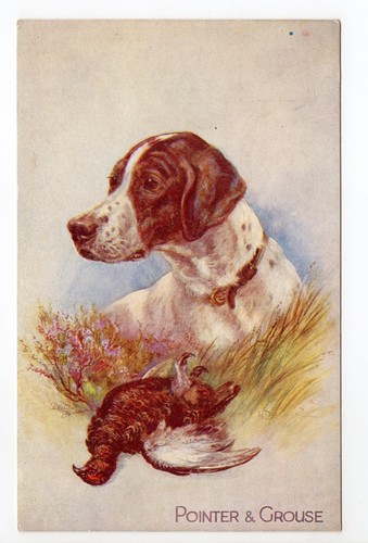 Animal chien chiens dog dogs - chiens,