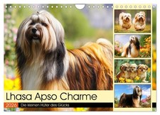 Le charme du Lhassa Apso. Les