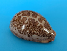 Cypraea mappa viridis