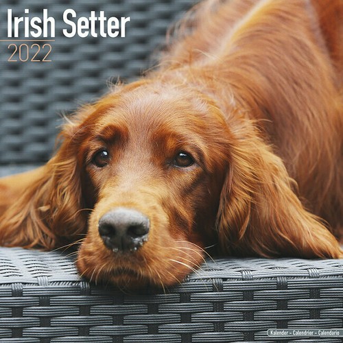 Calendrier 2022 setter - 2022,