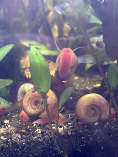 Planorbes lot escargots - planorbes,