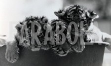 Photo de presse vintage Berger