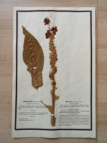 Ancien herbier botanique - herbier,