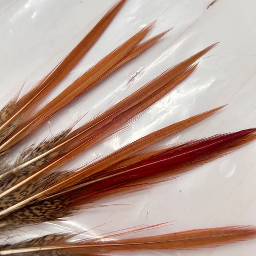 Plumes faisan bord einte - de, t