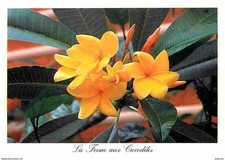 26 - Pierrelatte - La Ferme aux Crocodiles - Frangipanier - Fleurs - Carte Neuve