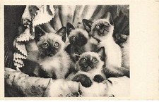 CHATS AG#MK044 DES CHATONS