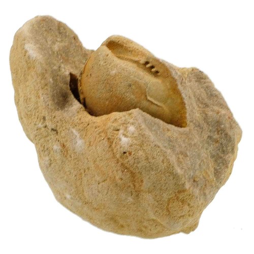 Coquillage porambonite fossile