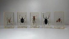 Curiosité : Lot de 5 insectes