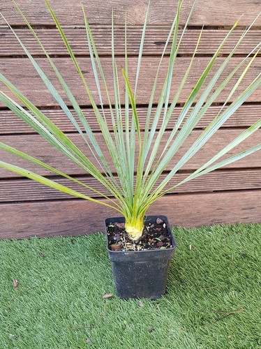 Yucca elata plant 50cm ø - de,