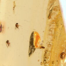 Ambre Copal de Santander 6,06 g Bucaramangite Colombie  insectes