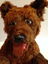 Très beau chien marron