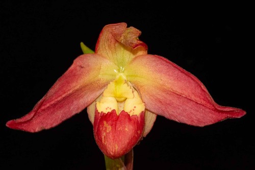 Phragmipedium quintal - phragmipedium, quintal’s
