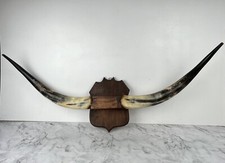 Taxidermie Trophée Corne de Vache Vintage