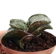 Gasteria armstrongii super - gasteria,