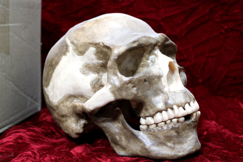 Somso reconstruction skull - skull, of
