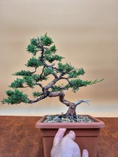 Bonsaï de Genévrier Itoigawa de 20 ans (hauteur : 33 cm)