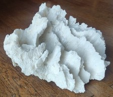 Grand Corail Blanc Ancien/collection coquillage/aquarium ancien/old white coral