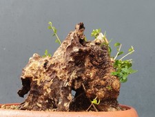 Bonsaï olivier 25 x 24 cm