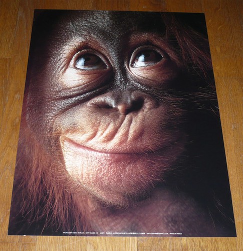 Poster affiche tim flach - affiche,